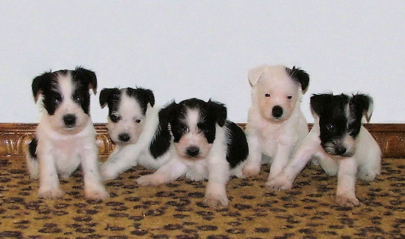 AKC Black & White Parti Miniature Schnauzers by Destiny Blooms