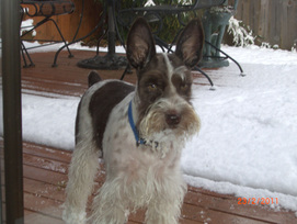 AKC Chocolate (Liver) & White Parti Miniature Schnauzer