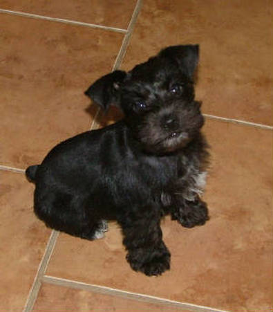 AKC Black Miniature Schnauzer by Destiny Blooms