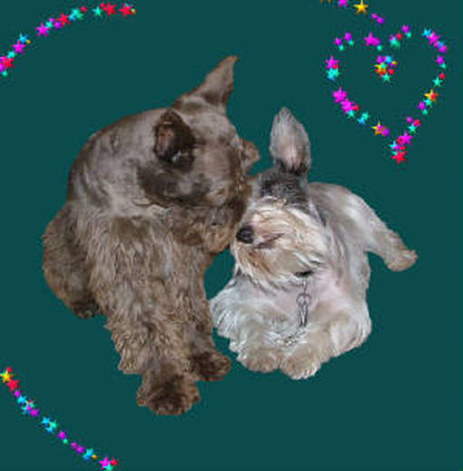 AKC Chocolate & Salt & Pepper Parti AKC Miniature Schnauzers by Destiny Blooms