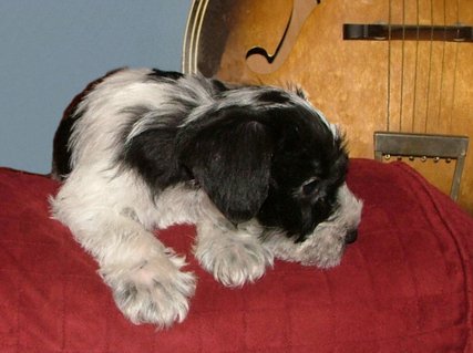 AKC Black & White Parti Miniature Schnauzer by Destiny Blooms