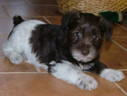 AKC Chocolate (Liver) & White Parti Miniature Schnauzer by Destiny Blooms