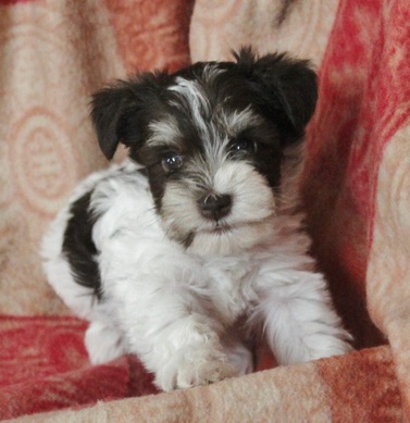 AKC Miniature Schnauzer in Chocolate (Liver) Tan & White Parti