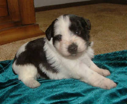 AKC Chocolate (Liver) & White Parti Miniature Schnauzer by Destiny Blooms