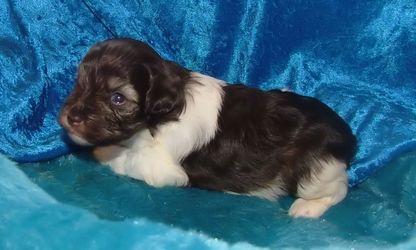 AKC Chocolate (Liver) & White Parti Miniature Schnauzer by Destiny Blooms