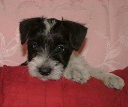 AKC Miniature Schnauzer Black & White Parti by Destiny Blooms