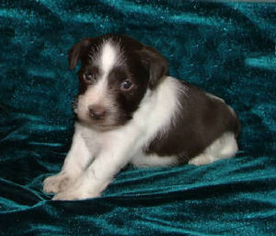 AKC Chocolate  (Liver) & White Parti Miniature Schnauzer by Destiny Blooms