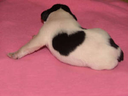 AKC Black & White Parti Miniature Schnauzer by Destiny Blooms