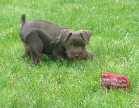 AKC Miniature Schnauzer by Destiny Blooms Chocolate (Liver) Puppy