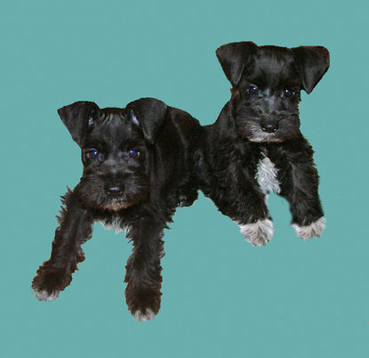 AKC Black Miniature Schnauzer by Destiny Blooms