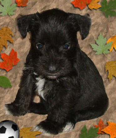 AKC Black Miniatue Schnauzer by Destiny Blooms