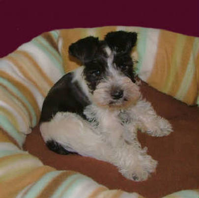 AKC Black & White Parti Miniature Schnauzer by Destiny Blooms