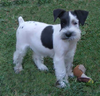 AKC Black & White Parti Miniature Schnauzer by Destiny Blooms