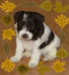 Destiny Blooms AKC Chocolate (Liver) & White Parti Miniature Schnauzer