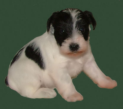 AKC Black & White Parti Miniature Schnauzer by Destiny Blooms