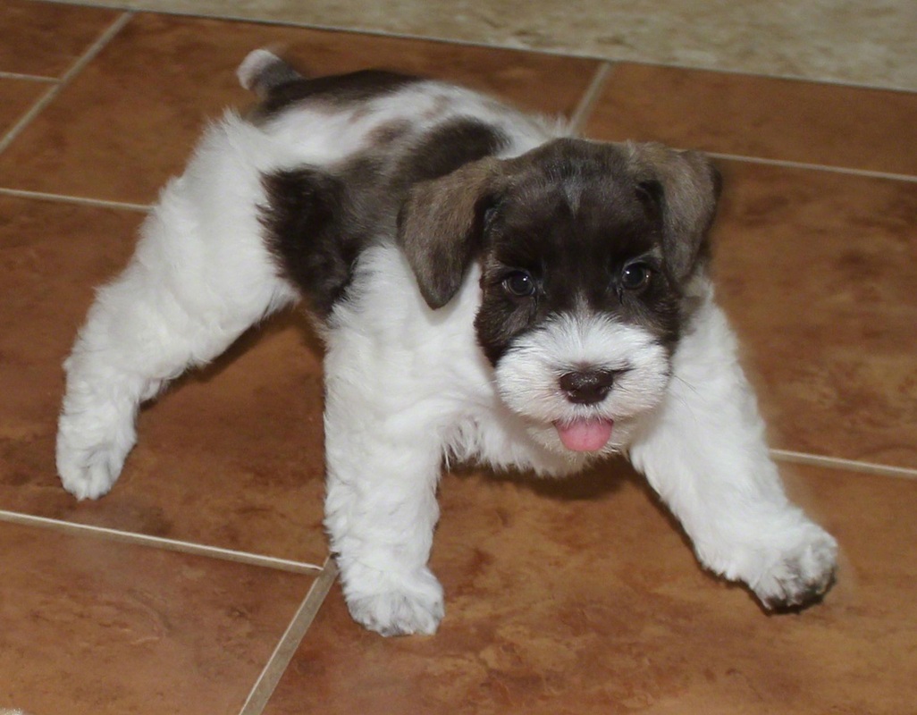 Chocolate (Liver) & White AKC MIniature Schnauzer Puppy