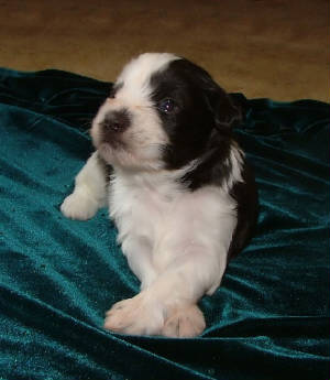 AKC Miniatue Schnauzer by Destiny Blooms Chocolate (Liver) & White Parti