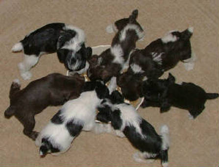 AKC Miniature Schnauzers: Black, Black & White Parti, Chocolate, Chocolate & White Parti Schnauzers by Destiny Blooms