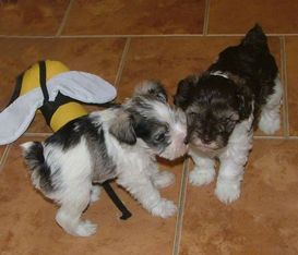 AKC Miniature Schnauzers: Salt & Pepper Parti and Chocolate & White Parti by Destiny Blooms