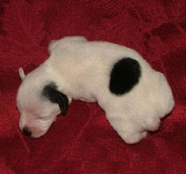 AKC Miniatue Schnauzer by Destiny Blooms White & Black Parti