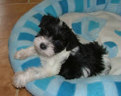 AKC Black & White Parti Miniature Schnauzer by Destiny Blooms