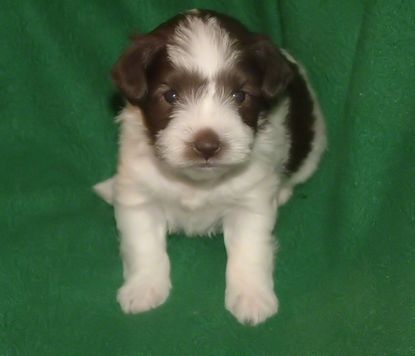 AKC Chocolate (Liver) & White Parti Toy Schnauzer