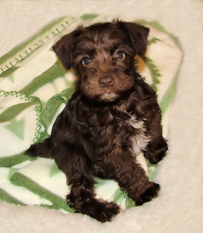 AKC Chocolate (Liver) Miniature Schnauzer by Destiny Blooms