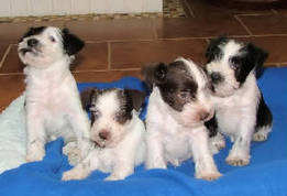 AKC Miniature Schnauzers: Black & White Partis and Chocolate (Liver) & White Partis by Destiny Blooms