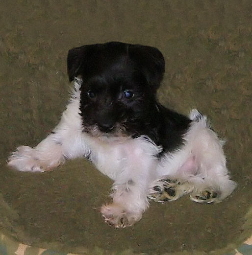 AKC Black & White Parti Miniature Schnauzr by Destiny Blooms