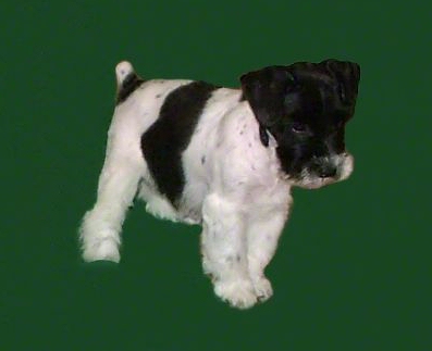 AKC Black & White Parti Miniature Schnauzer by Destiny Blooms