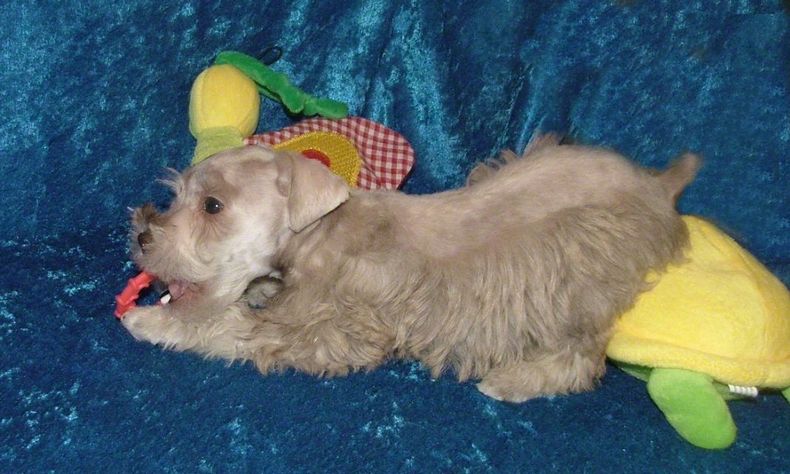 AKC Liver Pepper Tan Toy Schnauzer by Destiny Blooms