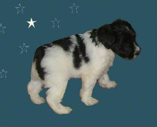 AKC Black & White Parti Miniature Schnauzer by Destiny Blooms