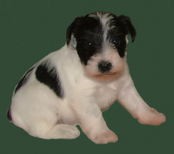 Destiny Blooms AKC Black & White Parti Miniature Schnauzer