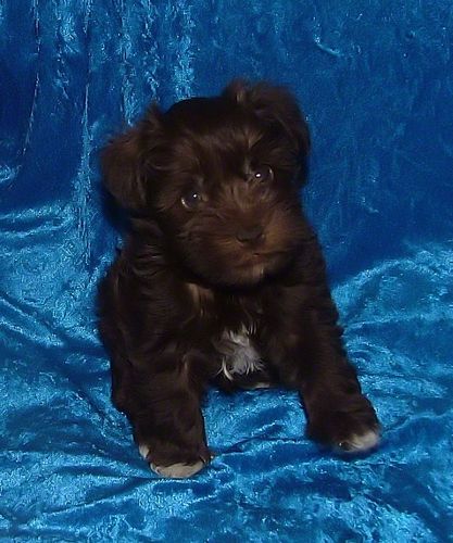 AKC Chocolate (Liver) Miniature Schnauzer by Destiny Blooms