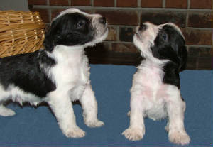 AKC Miniatue Schnauzers by Destiny Blooms Black & White Partis