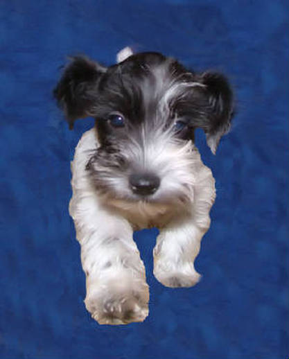 AKC Black & White Parti Miniature Schnauzer by Destiny Blooms