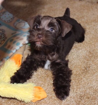 AKC Miniature Schnauzer Chocolate (Liver) puppy by Destiny Blooms