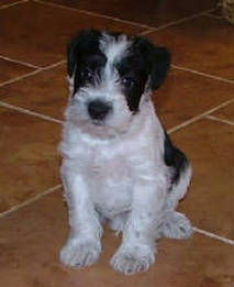 Destiny Blooms AKC Black & White Parti Miniature Schnauzer