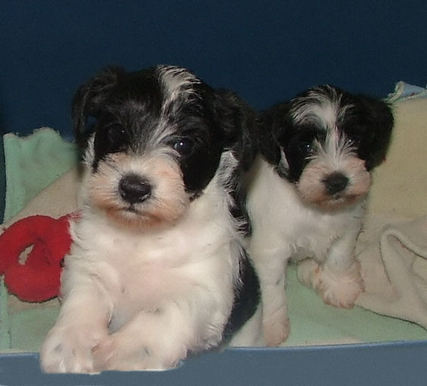 AKC Black & White Parti Miniature Schnauzers by Destiny Blooms