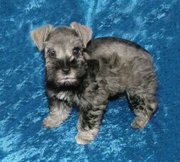 AKC Salt & Pepper Minaiture Schnauzer by Destiny Blooms